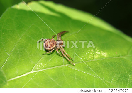 A brown-mottled crab spider on a leaf strikes a threatening pose (strobe macro photography in a natural environment) 126547075
