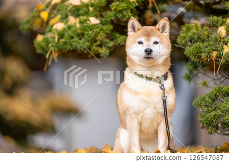 柴犬在公園散步 可愛的柴犬 Akane 柴犬 柴犬在公園散步 可愛的柴犬 Akane 柴犬 126547087