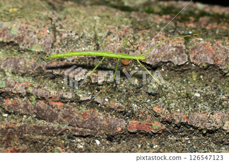 A young stick insect on an old wooden fence (natural light + strobe macro photography) A young stick insect on an old wooden fence (natural light + strobe macro photography) 126547123