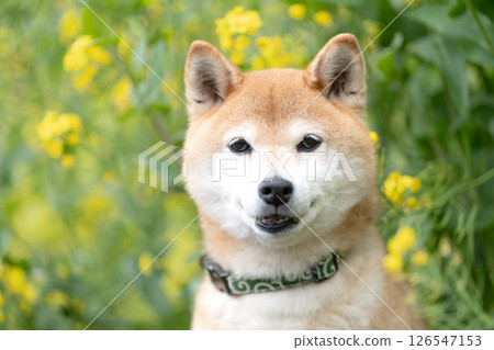 一隻可愛的柴犬在油菜花田裡玩耍。柴犬茜 126547153