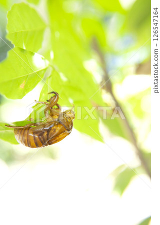 A photo of a cicada shell hanging from a leaf 126547164