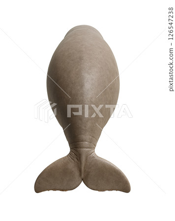 儒艮的背面 儒艮的背面 126547238