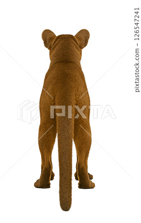 Fossa 的後視圖 126547241