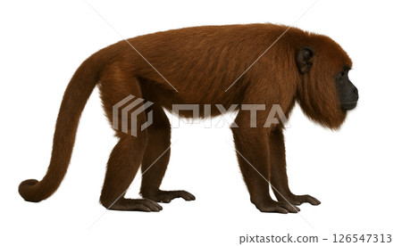 Howler monkey lying sideways Howler monkey lying sideways 126547313