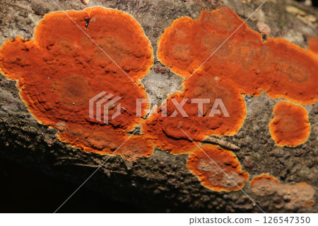 The rusty red color of this mushroom stands out in a grove of trees (macro flash photography in natural environment) The rusty red color of this mushroom stands out in a grove of trees (macro flash photography in natural environment) 126547350