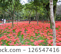 A bright red carpet of spider lilies 126547416