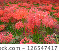 A cluster amaryllis 126547417
