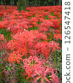 Blooming spider lilies 126547418