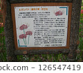 A sign explaining the habitat of red spider lilies (Higanbana) 126547419