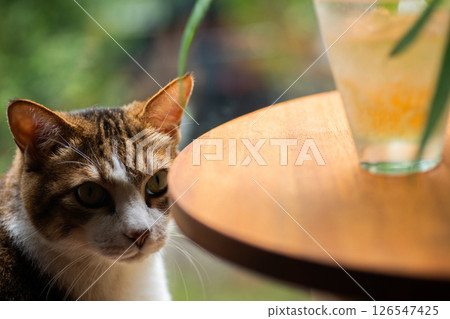 貓盯著果汁 126547425