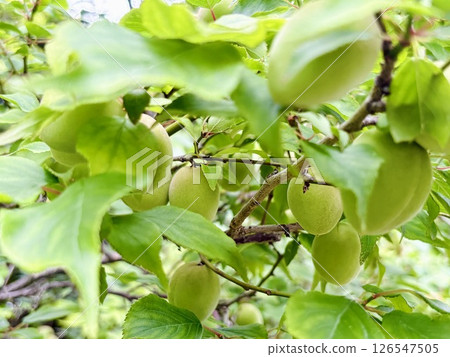 藍梅花_紅冬至_Koutou-ji 藍梅花_紅冬至_Koutou-ji 126547505