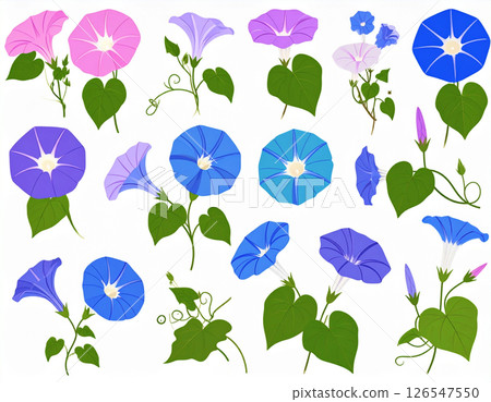 牽牛花例證集合 126547550