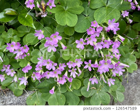 Murasaki Kabaki 126547589