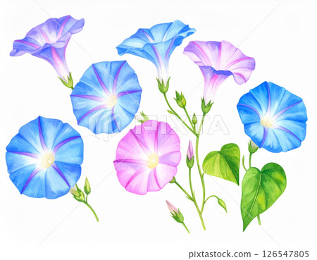 Watercolor style illustration of morning glory Watercolor style illustration of morning glory 126547805