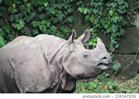 印度戒指 126547839