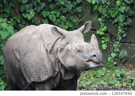 印度戒指 126547840