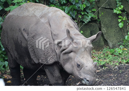 Indian Ring Indian Ring 126547841