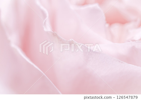 Soft pink rose petals create a delicate, romantic, and elegant background, perfect for themes of love, beauty, and tenderness. 126547879