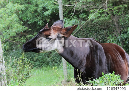 Okapi 126547993