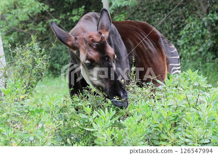 Okapi Okapi 126547994
