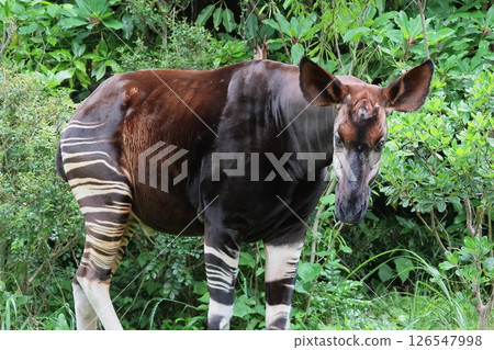 Okapi 126547998