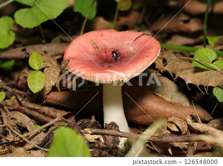 Poisonous red Russula mushroom growing in forest soil (macro flash photography in natural environment) Poisonous red Russula mushroom growing in forest soil (macro flash photography in natural environment) 126548000