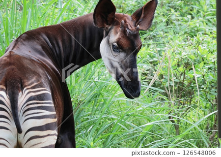 Okapi Okapi 126548006