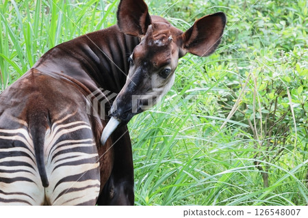 Okapi 126548007