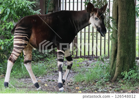 Okapi 126548012