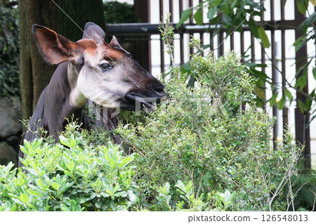 Okapi 126548013