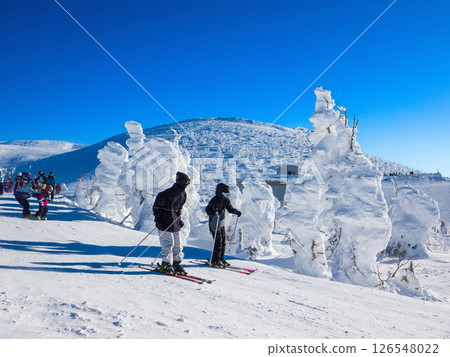 Skiers skiing down a slope surrounded by frost-covered trees (Yamagata Prefecture, Zao Onsen Ski Resort, Frost-covered Tree Course) Skiers skiing down a slope surrounded by frost-covered trees (Yamagata Prefecture, Zao Onsen Ski Resort, Frost-covered Tree Course) 126548022