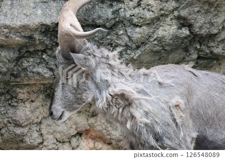 Sue Cho Varal 126548089