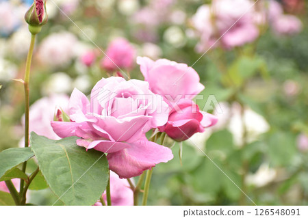 purplish pink spring rose 126548091