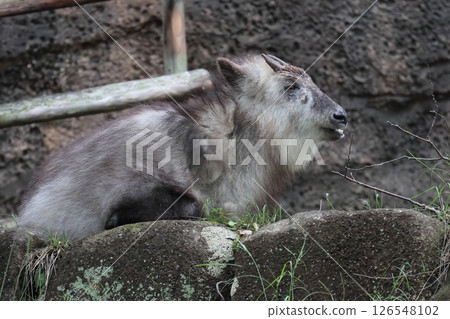 Japanese serow Japanese serow 126548102