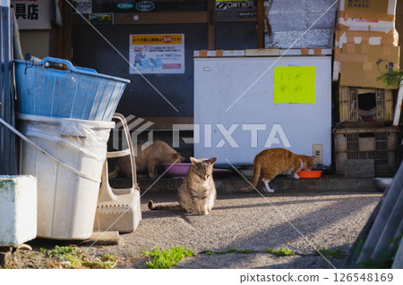 【阪南地區】可愛的貓咪們 126548169