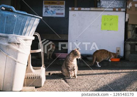 [Hannan Area] Cute cats 126548170