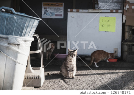 [Hannan Area] Cute cats 126548171