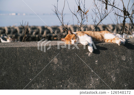 【阪南地區】可愛的貓咪們 【阪南地區】可愛的貓咪們 126548172