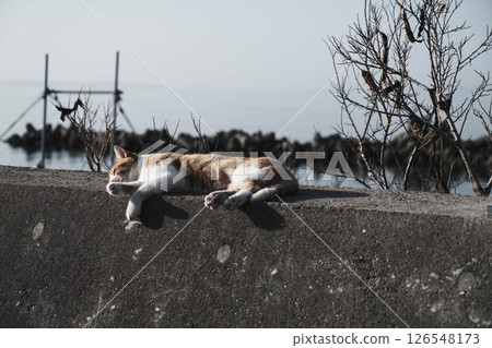 【阪南地區】可愛的貓咪們 【阪南地區】可愛的貓咪們 126548173
