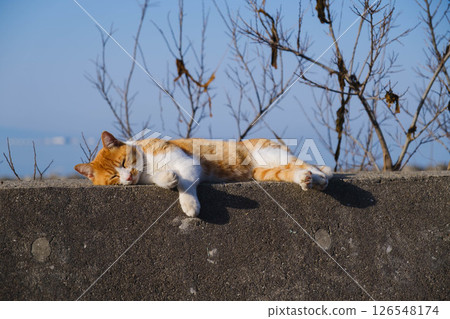 [Hannan Area] Cute cats 126548174