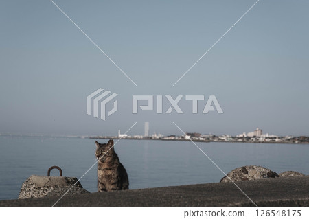 [Hannan Area] Cute cats 126548175