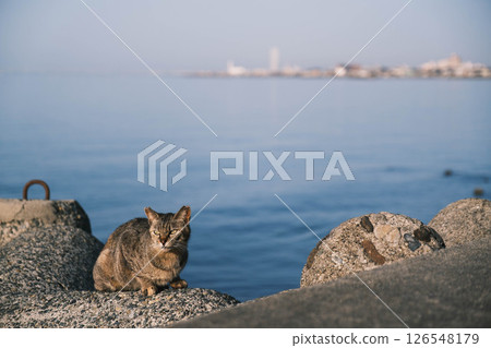 [Hannan Area] Cute cats 126548179