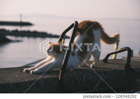 【阪南地區】可愛的貓咪在伸懶腰 126548202