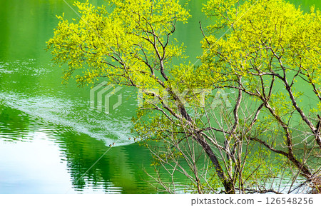 Fresh greenery reflected on the surface of Lake Shirakawa (Yamagata Prefecture) Fresh greenery reflected on the surface of Lake Shirakawa (Yamagata Prefecture) 126548256