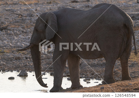 Bathing Elephants in Etosha 126548594