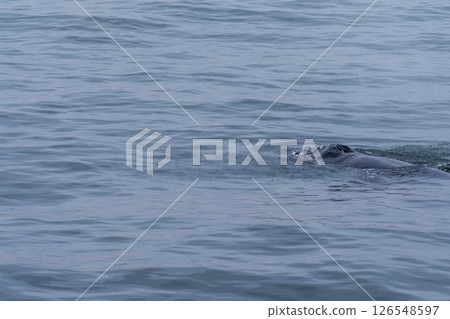 Whale surfacing in Walvis Bay Whale surfacing in Walvis Bay 126548597