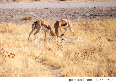 Two fighting impalas Two fighting impalas 126548608