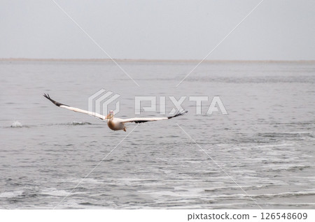 Pelican in Walvis Bay Pelican in Walvis Bay 126548609