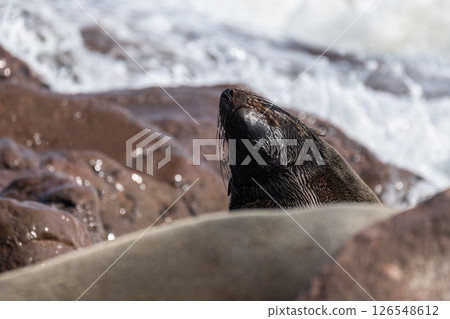 Closeup of a seal at cape cross 126548612