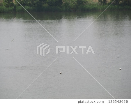 魚跳出水面 126548656